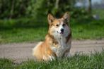 Welsh Corgi Pembroke Sable teefje met stamboom., Dieren en Toebehoren, Rabiës (hondsdolheid), Teef, Eén hond, 3 tot 5 jaar