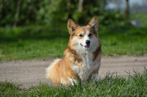 Welsh Corgi Pembroke Sable teefje met stamboom., Dieren en Toebehoren, Honden | Herdershonden en Veedrijvers, Teef, Herder, Particulier