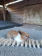 Jonge konijnen, Dieren en Toebehoren, Konijnen, Geslacht onbekend