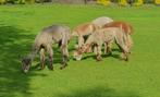 Rustige alpaca dekhengsten te koop, Dieren en Toebehoren, Overige Dieren, Mei, Meerdere dieren