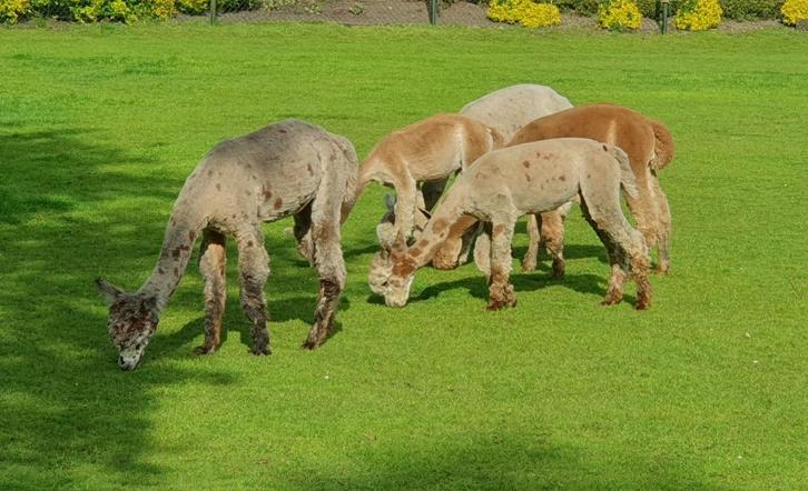 Rustige alpaca dekhengsten te koop, Dieren en Toebehoren, Overige Dieren, Meerdere dieren, Mei