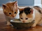 Lieve kittens zoeken nieuw huisje, Dieren en Toebehoren, Katten en Kittens | Overige Katten, Meerdere dieren