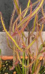 Bladstek Drosera Binata, Huis en Inrichting, Kamerplanten, Ophalen of Verzenden, Overige soorten, Minder dan 100 cm