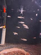 Danio choprae 2.cm, Dieren en Toebehoren, Vissen | Aquariumvissen, Vis