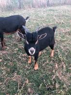 Black an tan schimmel dwergbokje, Dieren en Toebehoren, Schapen, Geiten en Varkens, Mannelijk, Geit