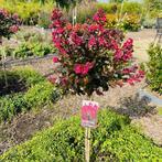 Lagerstroemia of Indische sering op stam hoogte 80 cm, Tuin en Terras, Planten | Bomen, Ophalen of Verzenden, Zomer, In pot