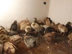 Chinese dwergkwartels, Dieren en Toebehoren, Pluimvee, Meerdere dieren, Overige soorten