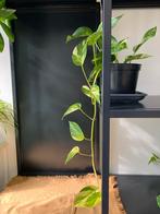 Pothos Kamerplant met Lange Slinger, Huis en Inrichting, Kamerplanten, Ophalen, Overige soorten, In pot, Minder dan 100 cm
