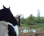 Paardenpension, Stalling