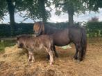 Zwarte Shetlander Merrie met hengstveulen, Dieren en Toebehoren, Pony's, Merrie, Niet van toepassing, Recreatiepony, 7 tot 10 jaar