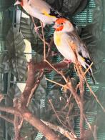 Prachtig koppel majoor putters, Dieren en Toebehoren, Vogels | Overige Vogels, Meerdere dieren, Wildzangvogel, Geringd