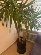kamerplant, Huis en Inrichting, Kamerplanten, Palm, 200 cm of meer, Ophalen, Groene kamerplant