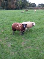 Te koop bonte ram, Dieren en Toebehoren, Schapen, Geiten en Varkens, Mannelijk, Schaap, 0 tot 2 jaar