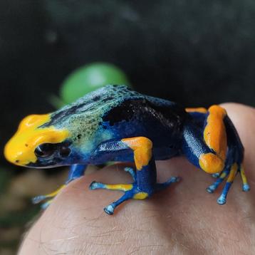 Dendrobates tinctorius 'Tumucumaque' en prachtige Bromelia's beschikbaar voor biedingen