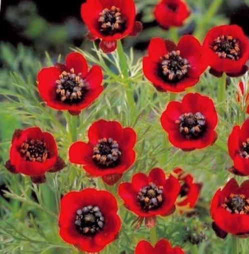 Zaden Zomeradonis/kooltje-vuur - Adonis austivalis, Tuin en Terras, Bloembollen en Zaden, Zaad, Voorjaar, Volle zon, Verzenden