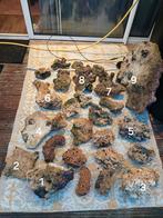 Laatste Levend steen, Dieren en Toebehoren, Overige typen, Zoutwatervis, Schoolvis