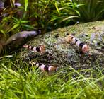Crystal black garnalen op kraanwater, Dieren en Toebehoren, Vissen | Aquariumvissen, Kreeft, Krab of Garnaal