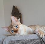Prachtige sneeuw Bengaal poes (Snow Lynx), Dieren en Toebehoren, Katten en Kittens | Raskatten | Korthaar, Poes, Gechipt, 0 tot 2 jaar