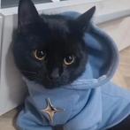 Gratis zwart kat, Poes