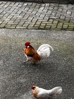 Hollandse kriel rood geschouderd wit patrijs, Meerdere dieren, Kip