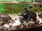 Muskusschildpad man gezocht!, Dieren en Toebehoren, Reptielen en Amfibieën, Schildpad