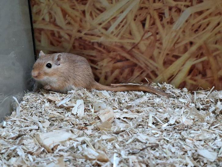 Hele leuke gerbil mannen, Dieren en Toebehoren, Knaagdieren, Mannelijk, Overige typen, Augustus