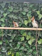 Te koop roodkuif kardinaal man  van 2025, Dieren en Toebehoren, Vogels | Overige Vogels, Mannelijk, Tropenvogel, Geringd