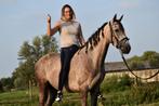 ## SUPER LEUKE, mega lieve & mooie Andalusier ruin ##, E pony (1.48m - 1.57m), Ruin, 3 tot 6 jaar, Gechipt