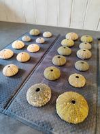 Zee-egels verzameling, Huis en Inrichting, Ophalen of Verzenden, Gebruikt