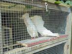 RAADSHEER.  2 koppels Raadsheren 1x wit en 1x rood., Dieren en Toebehoren, Vogels | Duiven, Meerdere dieren, Overige soorten