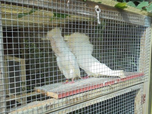 RAADSHEER.  2 koppels Raadsheren 1x wit en 1x rood., Dieren en Toebehoren, Vogels | Duiven, Overige soorten, Meerdere dieren