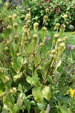 Vaste plant, phlomis, Ophalen, Bodembedekkers, Volle zon, Vaste plant
