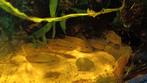 Hypsophrys Nicaraguensis Rio San Juan, Dieren en Toebehoren, Vissen | Aquariumvissen, Vis