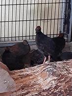 Roul roul koppel, Dieren en Toebehoren, Pluimvee, Meerdere dieren, Overige soorten