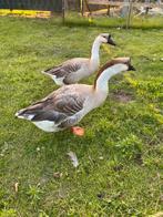 Knobbelgans mannetje ruilen tegen vrouwtje, Dieren en Toebehoren, Mannelijk, Tropenvogel, Geringd