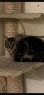 Lieverdjes zoeken een forever home, Dieren en Toebehoren, Katten en Kittens | Overige Katten, Meerdere dieren