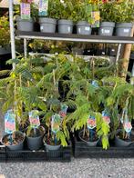 Perzische slaapboom, Albizia. 15,95 plantenmarkt Emmeloord, Tuin en Terras, Planten | Tuinplanten, Ophalen, Overige soorten, Volle zon