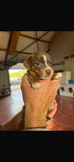 Zeer knappe jack-russel pups hove/belgie, België, Particulier, Jack Russell Terriër, Meerdere