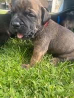 Stoere Boerboel 75 % / Stafford pups, Rabiës (hondsdolheid), 8 tot 15 weken, Bulldog, Meerdere
