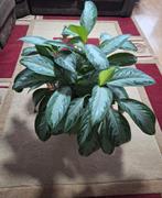 Aglonomea plant 75 cm, Huis en Inrichting, Ophalen, Overige soorten, Halfschaduw, In pot