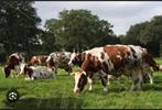 Te koop gevraagd fleckvie en mry koeien en pinken, Dieren en Toebehoren, Runderen, Meerdere dieren