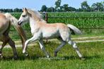 Mooi chique haflinger hengstveulen, Dieren en Toebehoren, Ophalen, Nieuw, Overige soorten