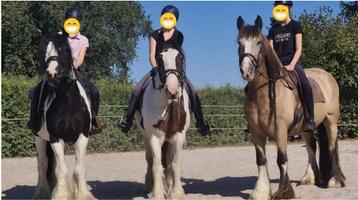 Paardrijles op privépaarden! (Tinkers!)