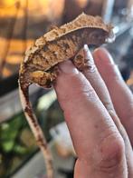 Winpergekko, Dieren en Toebehoren, Reptielen en Amfibieën, Amfibie