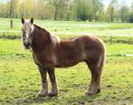 Te koop Belgisch Trekpaard merrie, Dieren en Toebehoren, Paarden, Recreatiepaard, Onbeleerd, 11 jaar of ouder, Merrie