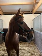 7-jarige E pony merrie, Dieren en Toebehoren, Pony's, Merrie, Ingeënt, 3 tot 6 jaar