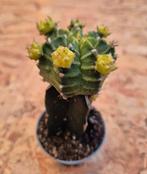 Cactus Gymnocalycium Mihanovichii p7, Huis en Inrichting, Kamerplanten, Ophalen of Verzenden, Cactus, Volle zon, Minder dan 100 cm