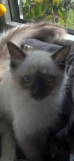 Ragdoll seal point katertje, Dieren en Toebehoren, Katten en Kittens | Raskatten | Langhaar, Meerdere dieren, Gechipt, 0 tot 2 jaar