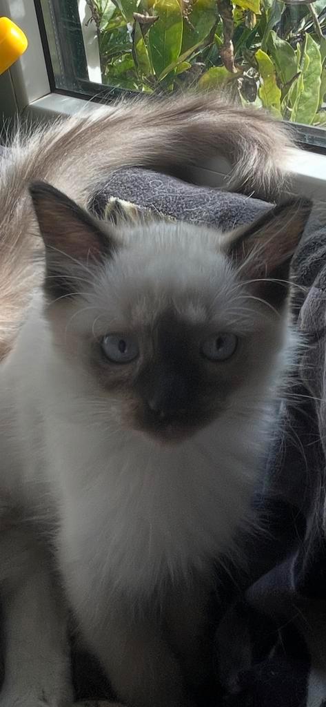 Ragdoll seal point katertje, Dieren en Toebehoren, Katten en Kittens | Raskatten | Langhaar, Meerdere dieren, 0 tot 2 jaar, Gechipt