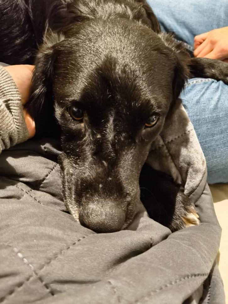 Borador pup (labrador x Border collie) reutje, Dieren en Toebehoren, Honden | Herdershonden en Veedrijvers, Reu, Collie, Particulier